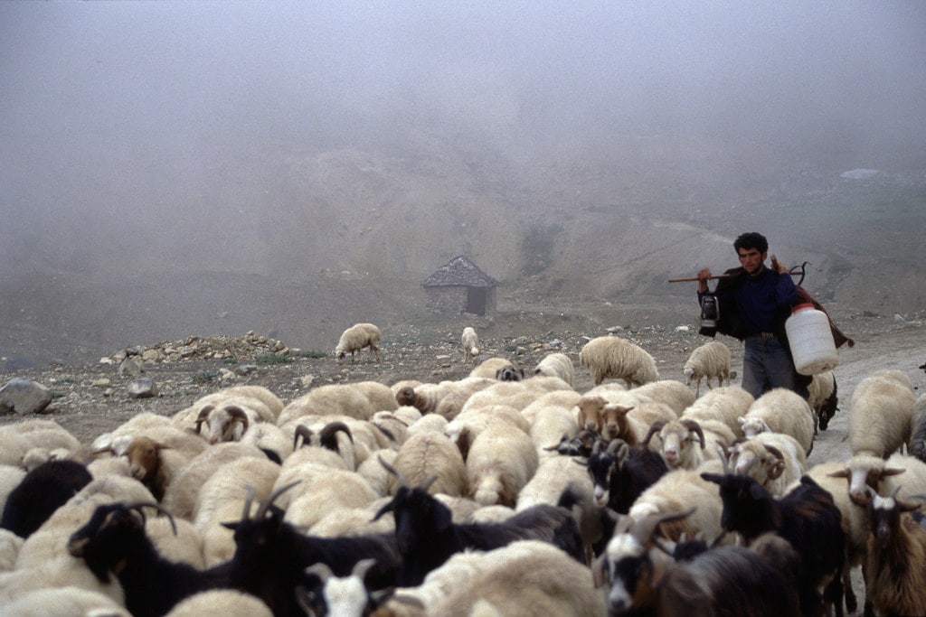 Iran - Monts Elbourz - Le berger