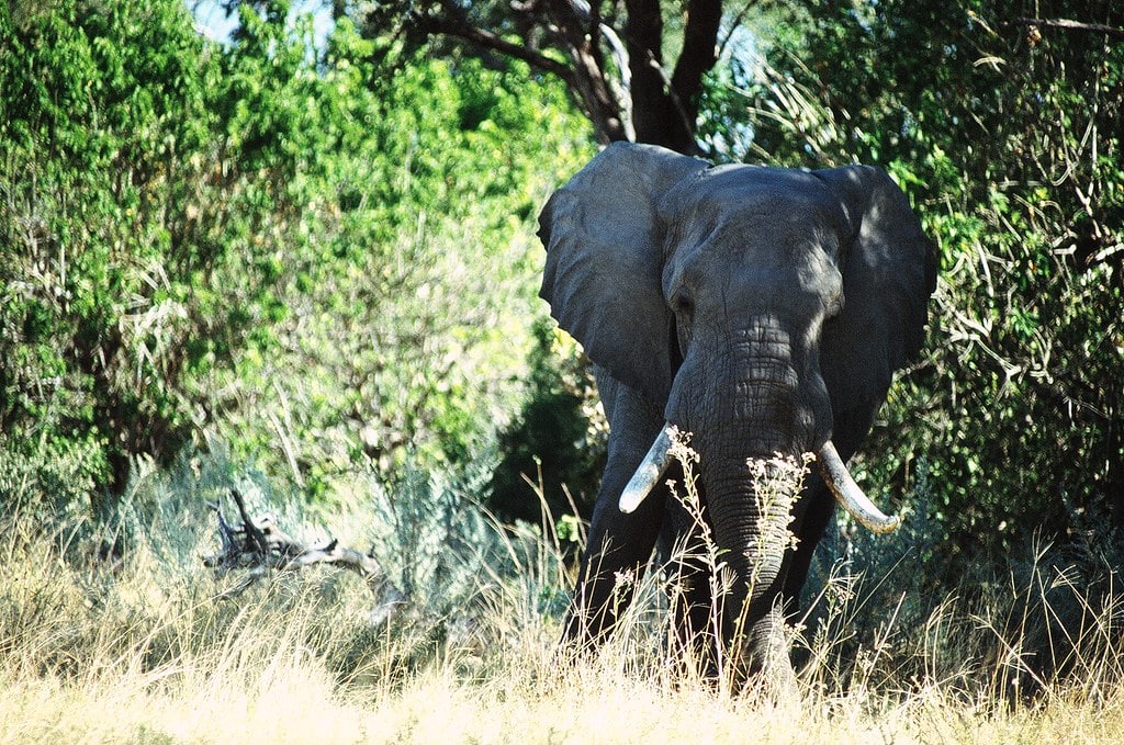 Botswana - Delta de l'Okavango - Intimidation
