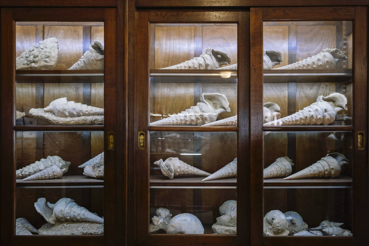 Montagne de Reims - Les collections de campanile giganteum