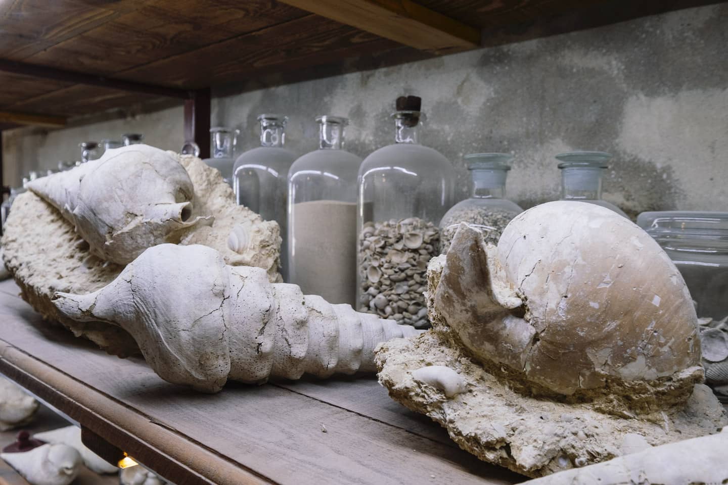 Montagne de Reims - Specimens de campanile giganteum de la cave aux coquillages