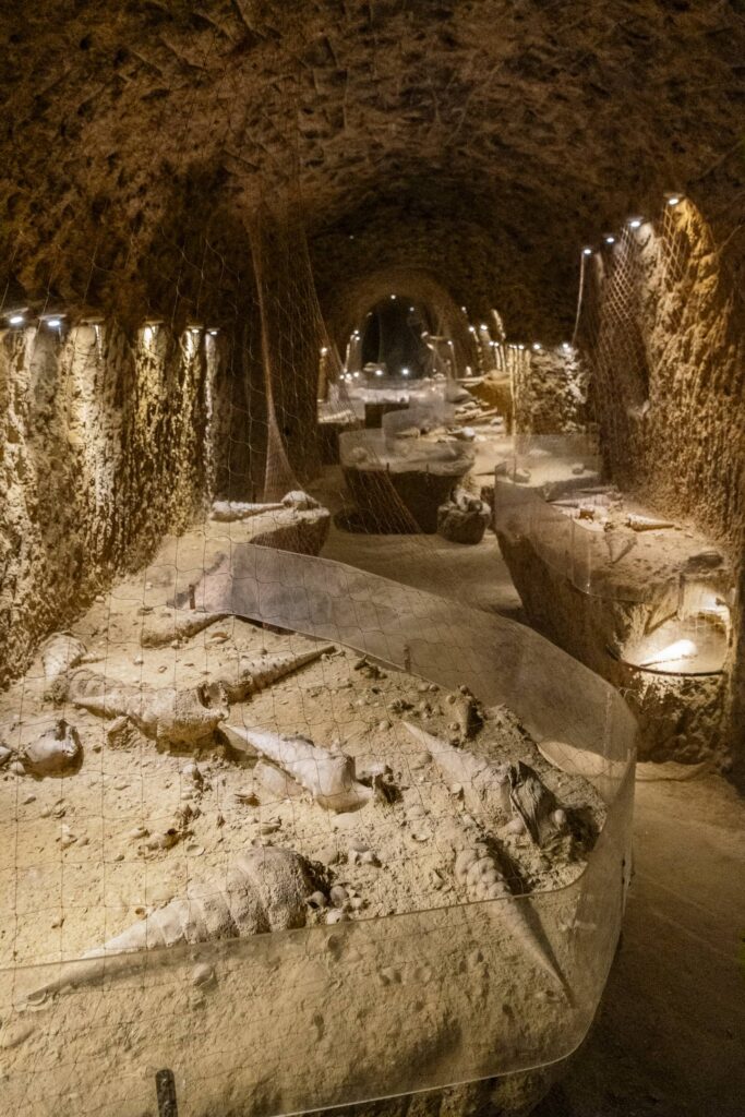 Montagne de Reims - La collection de fossiles de la cave aux coquillages
