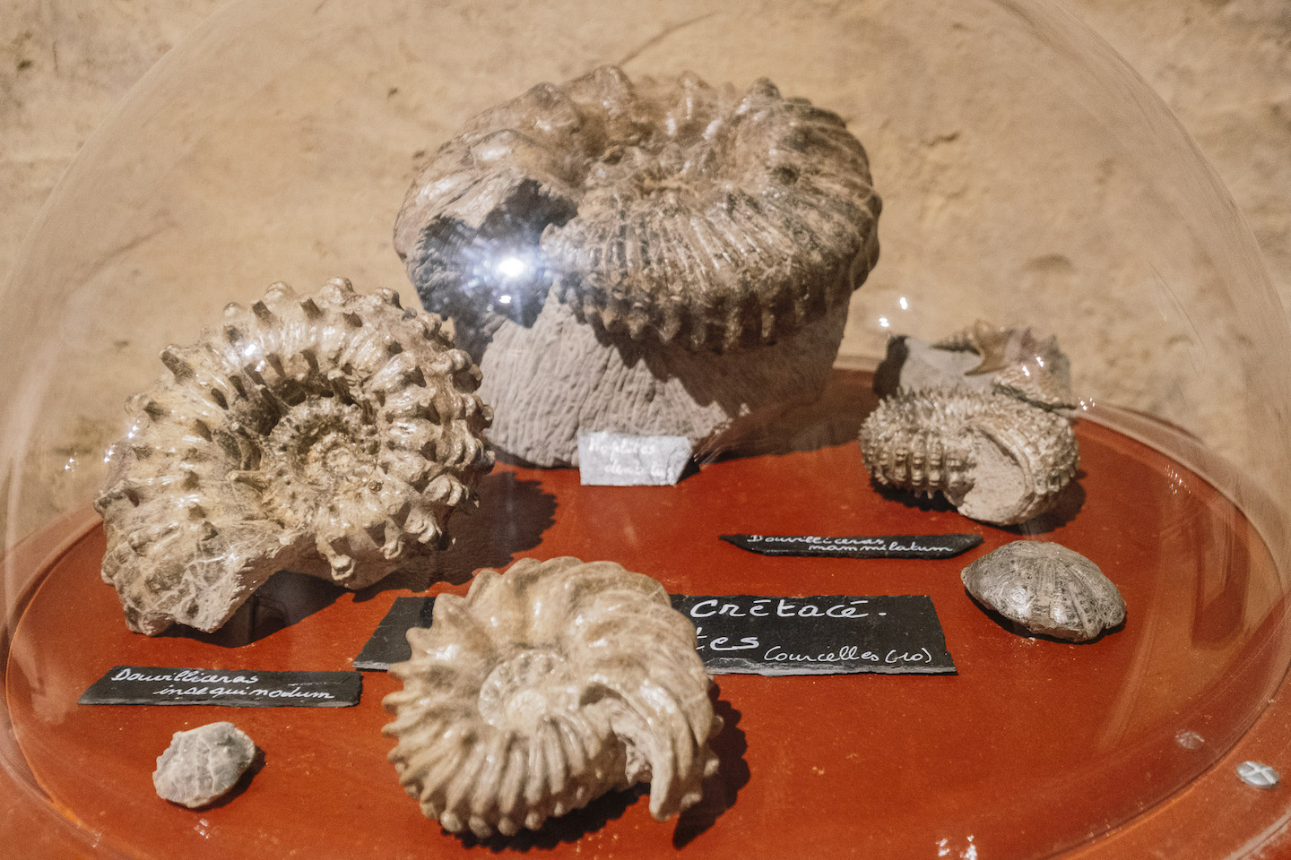 Montagne de Reims - Specimens de fossiles de la cave aux coquillages