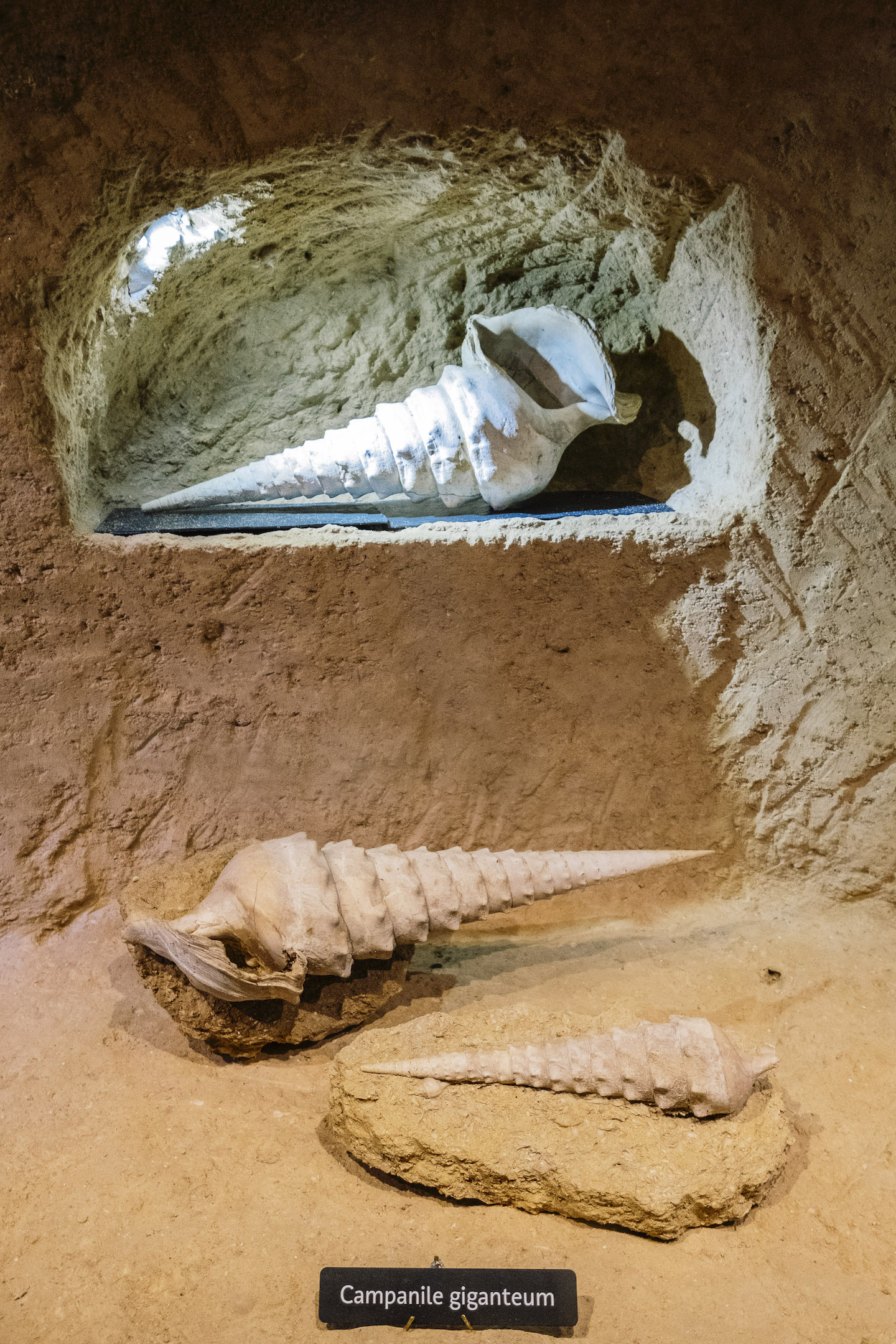 Montagne de Reims - Specimens de campanile giganteum de la cave aux coquillages