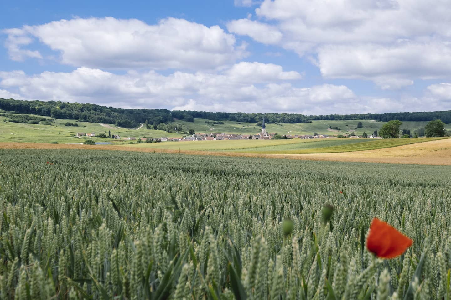 Montagne de Reims - Sur la route touristique du champagne