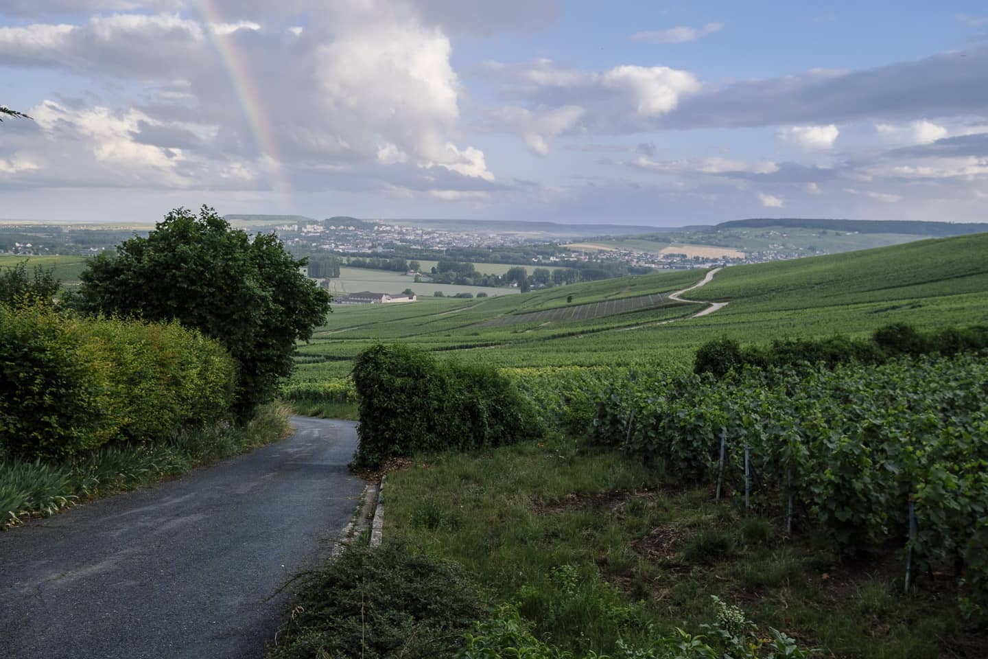 Montagne de Reims - Vue sur les vignes d'Hautvillers