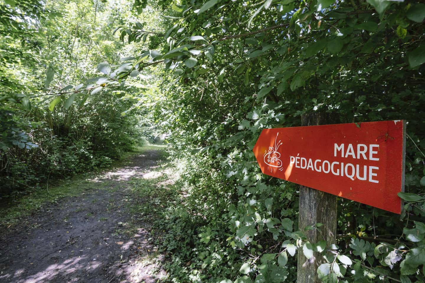 Montagne de Reims - La mare pédagogique de la maison du parc