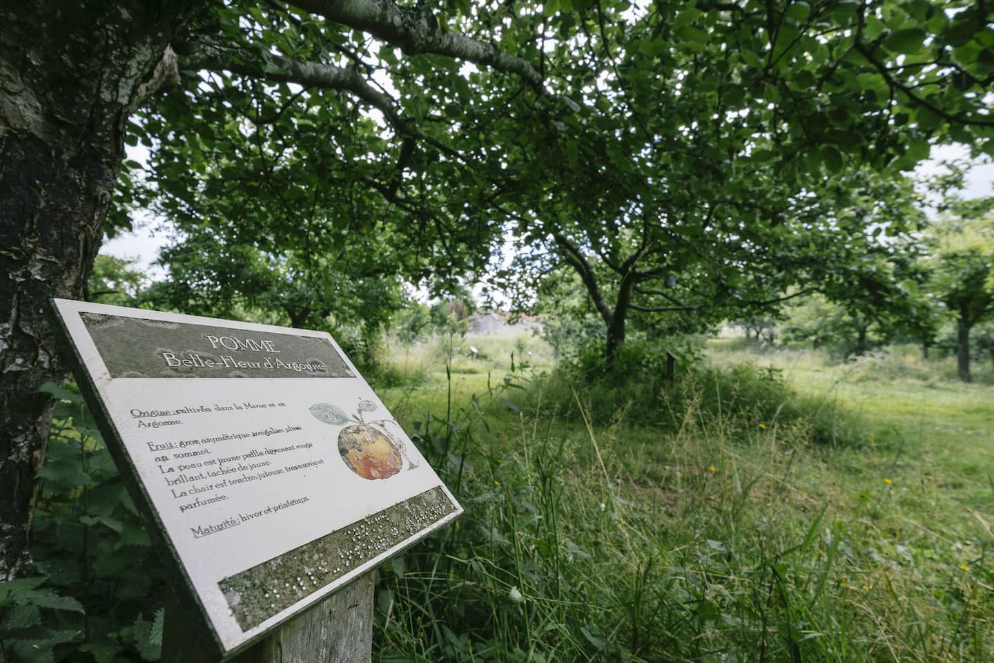 Montagne de Reims - Les panneaux du verger pédagogique de la maison du parc