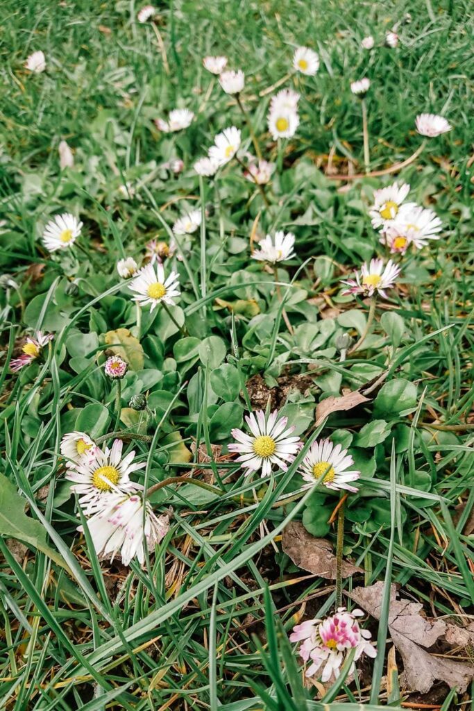 Le printemps fleurit sur le GR9