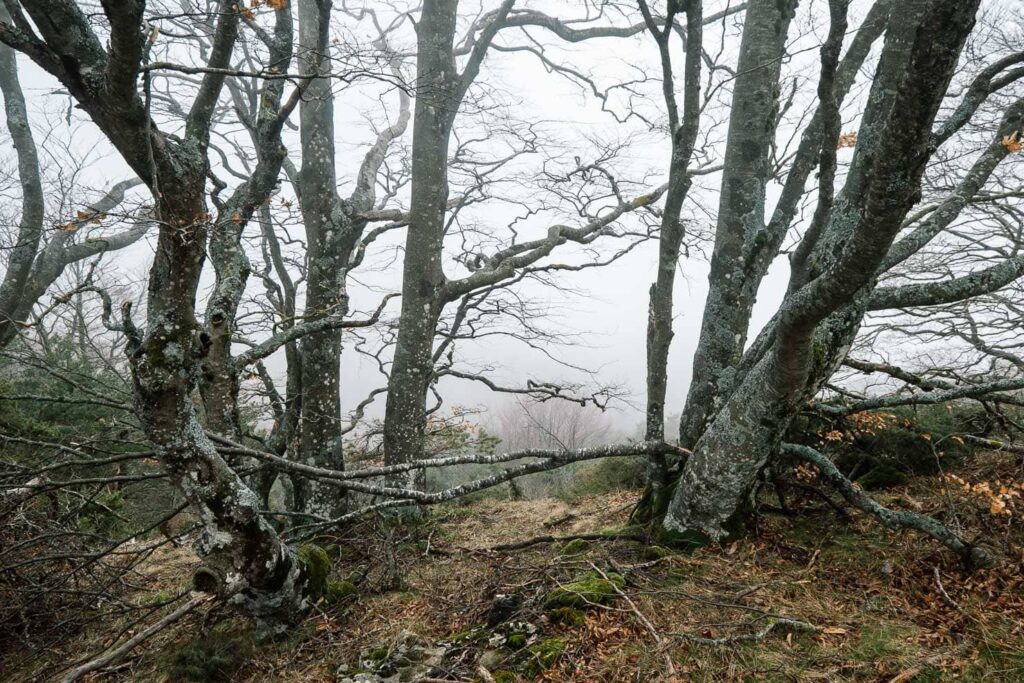Sur le GR9, la forêt domaniale de l'Aup dans le brouillard