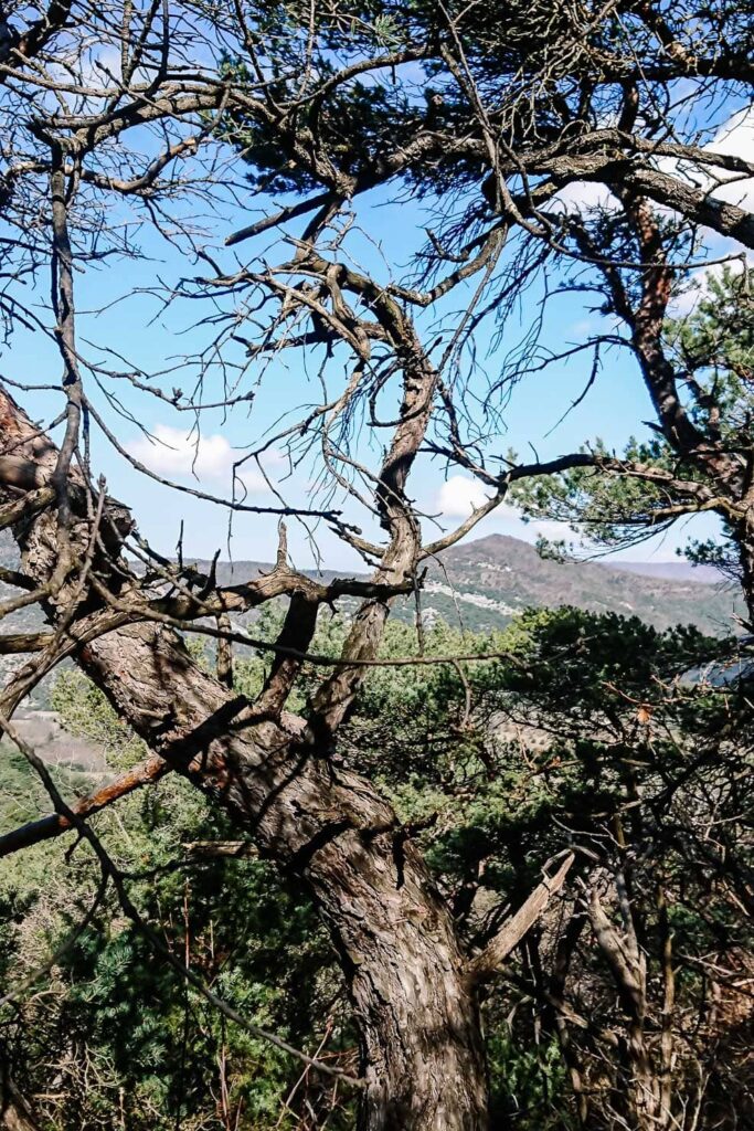 À l'abri du mistral dans la forêt du PNR des baronnies provençales